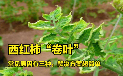 西红柿叶子打卷怎么回事 防治番茄卷叶的偏方
