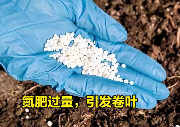 西红柿叶子打卷怎么回事