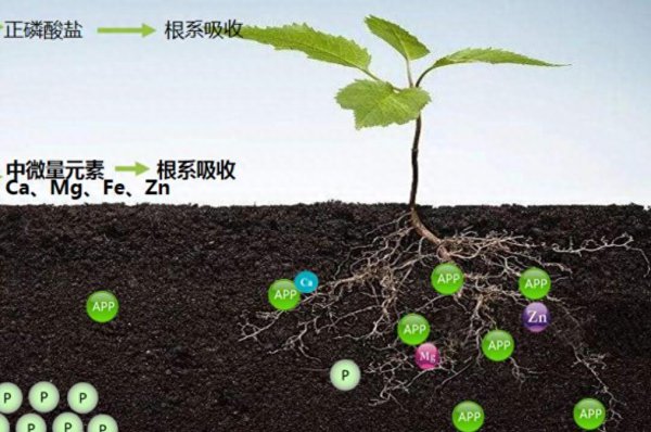 西红柿叶子打卷怎么回事