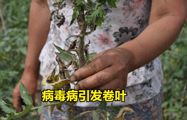 西红柿叶子打卷怎么回事