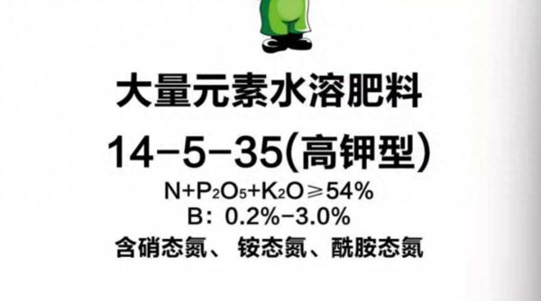 西红柿叶子打卷怎么回事
