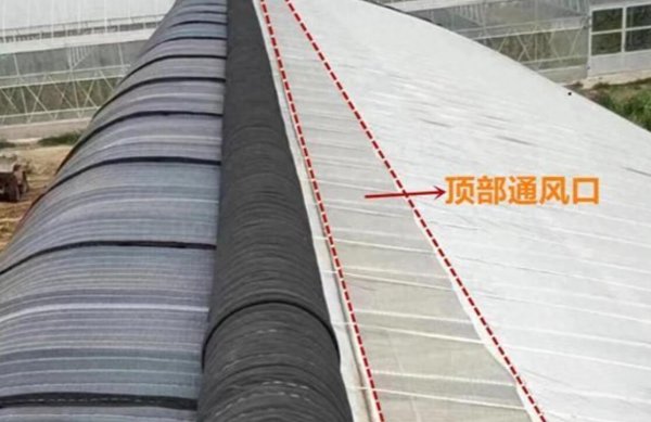 西红柿叶子打卷怎么回事