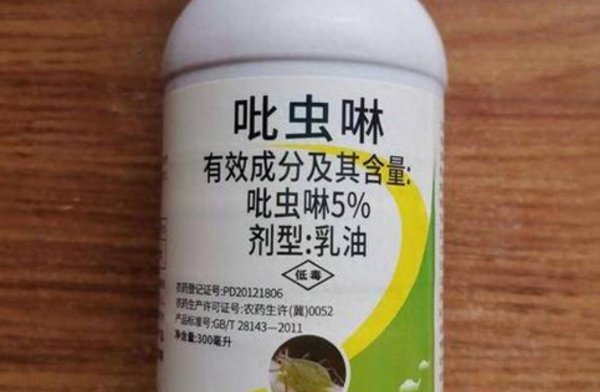 西红柿叶子打卷怎么回事