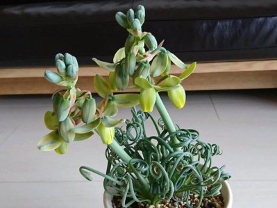 弹簧草好养吗 盆栽弹簧草养护指南