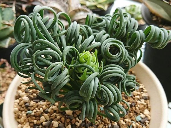 弹簧草好养吗