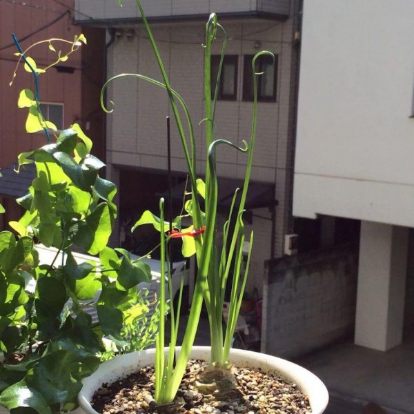 弹簧草好养吗