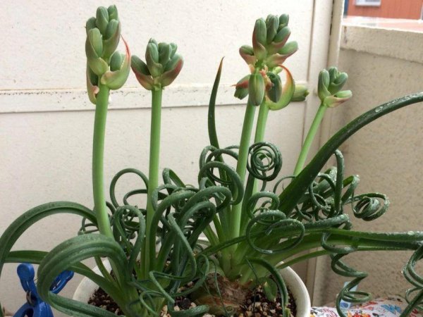 弹簧草好养吗