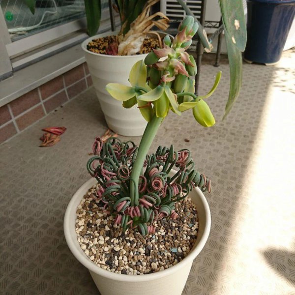弹簧草好养吗