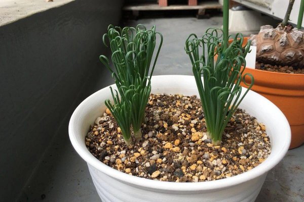 弹簧草好养吗