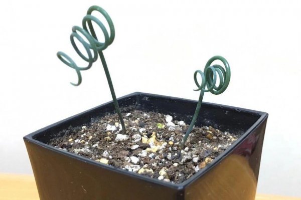 弹簧草好养吗