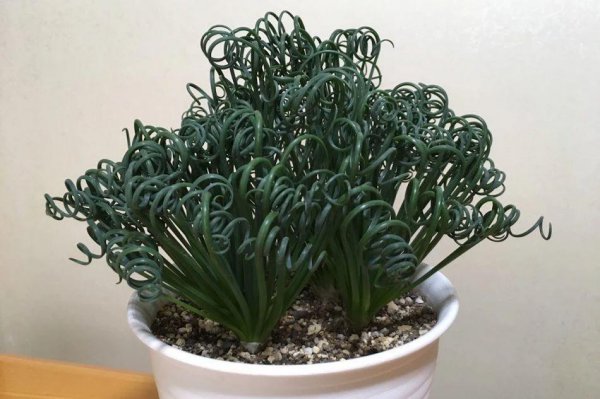 弹簧草好养吗