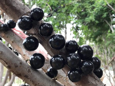 嘉宝果树苗哪个品种好 嘉宝果的品种与区别