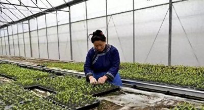 辣椒种子育苗方法全过程 最简单的辣椒催芽方法