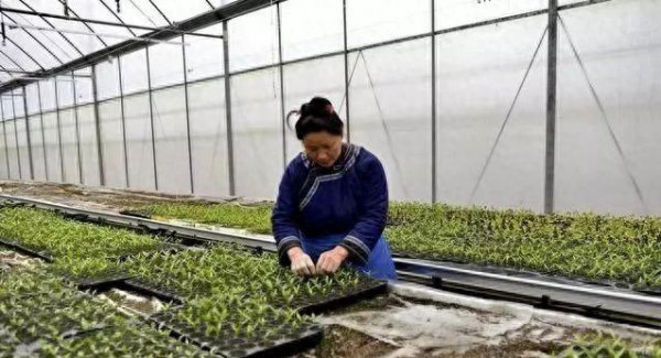 辣椒种子育苗方法全过程