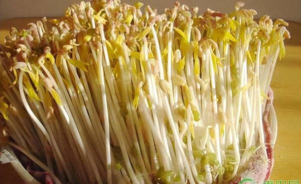 黄豆芽怎样生豆芽快