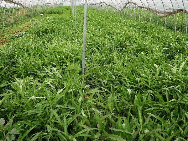种空心菜的方法和技术