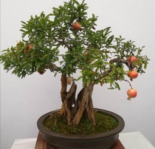 盆栽石榴树怎么养 石榴树的养护小窍门