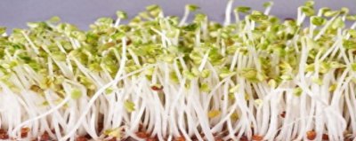绿豆芽怎么发又粗又快 家庭绿豆芽生发步骤