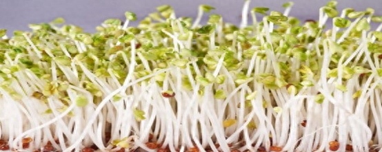 绿豆芽怎么发又粗又快