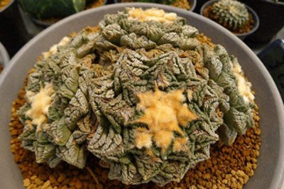龟甲牡丹怎么养生长快 龟甲牡丹盆景养护知识