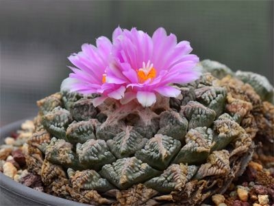 龟甲牡丹怎么养生长快