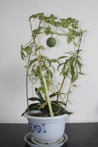 西瓜种子怎样催芽 西瓜籽催芽的正确方法