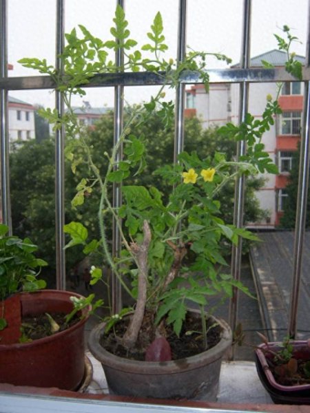 西瓜种子怎样催芽