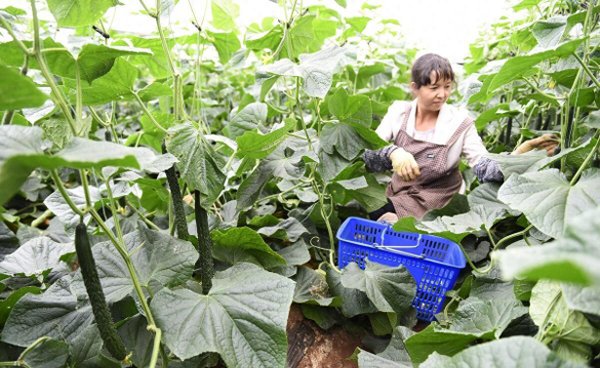六月种什么蔬菜比较好