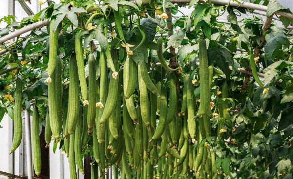 六月种什么蔬菜比较好