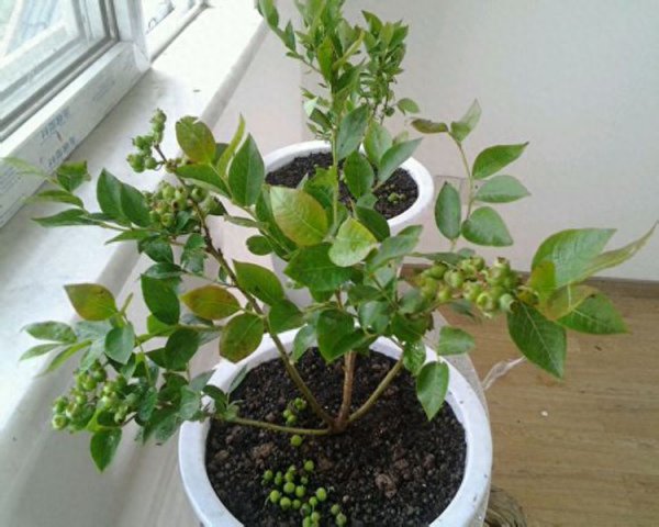 盆栽蓝莓怎样养护