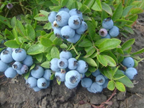 盆栽蓝莓怎样养护