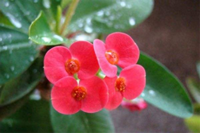 虎刺梅怎么养才能更旺盛 教你虎刺梅正确的养护知识
