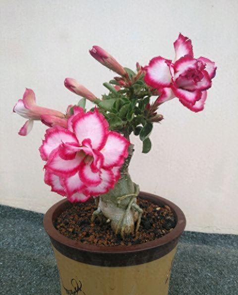 如何养好沙漠玫瑰