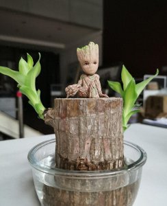 怎样养殖巴西木盆栽 巴西木的正确养护知识