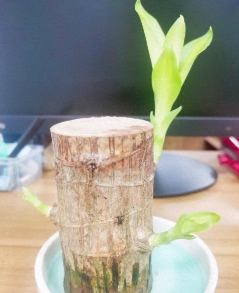 怎样养殖巴西木盆栽