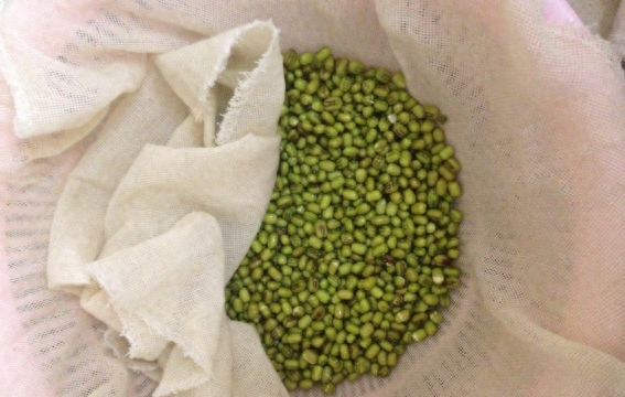 豆芽怎么发最快又好