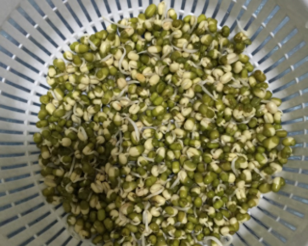 豆芽怎么发最快又好