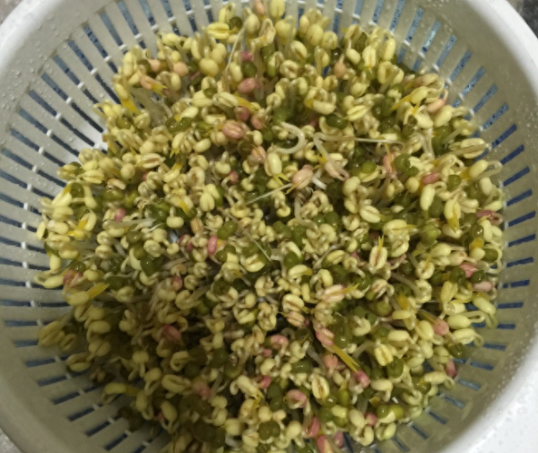 豆芽怎么发最快又好