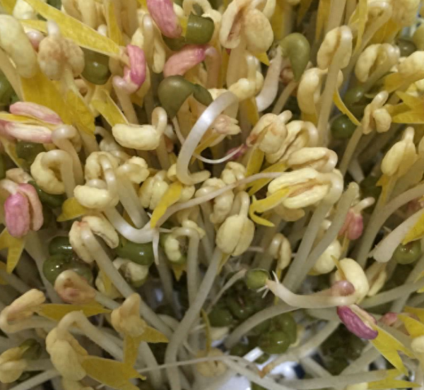 豆芽怎么发最快又好