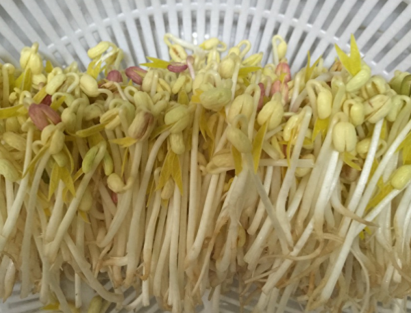 豆芽怎么发最快又好