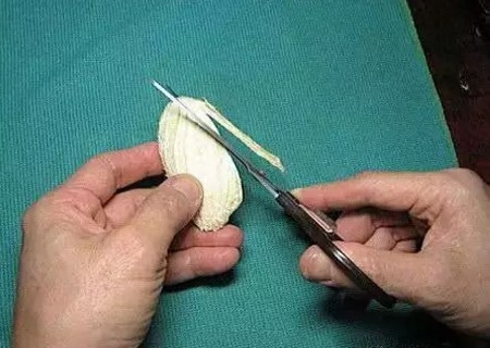 芒果核怎么种盆栽