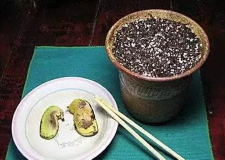 芒果核怎么种盆栽