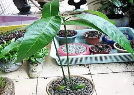 芒果核怎么种盆栽