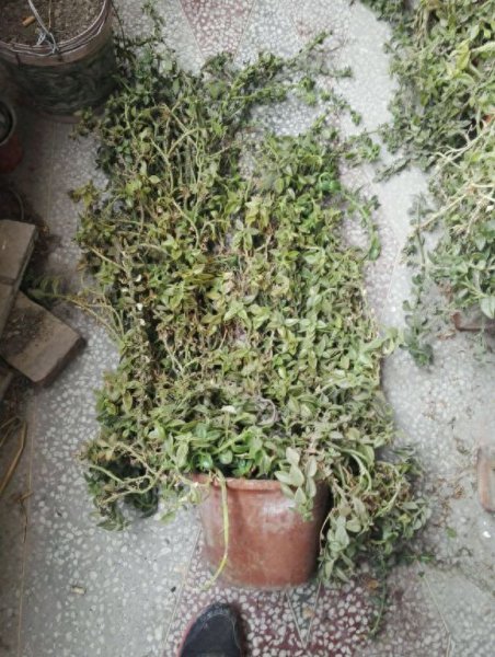 牡丹吊兰怎样养才能爆盆