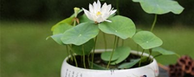 盆栽荷花怎样种植 盆栽荷花的栽培技术要点