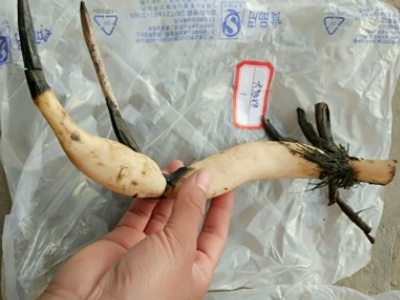 盆栽荷花怎样种植