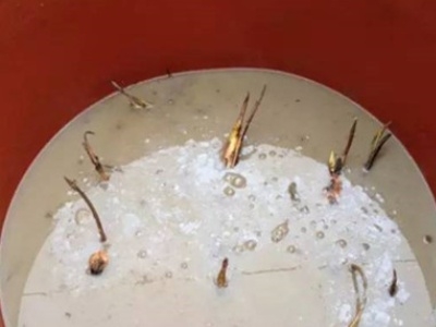 盆栽荷花怎样种植