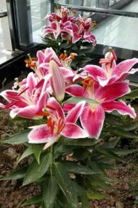 香水百合花怎么养盆栽 盆栽香水百合花养护知识