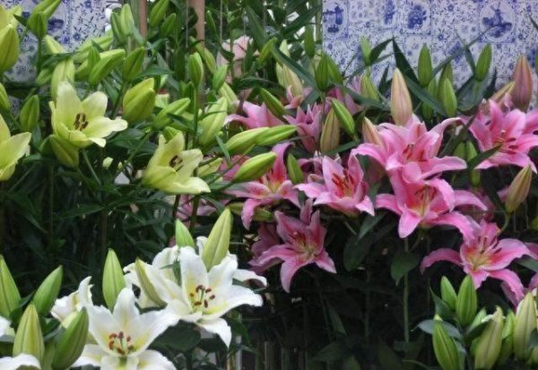 香水百合花怎么养盆栽