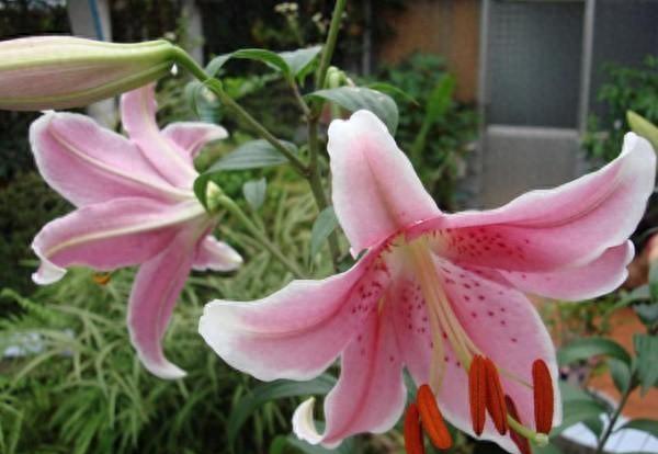 香水百合花怎么养盆栽